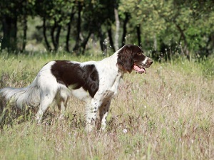 photo chien: Epagneul Français